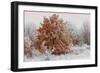 Austria, Lower Austria, Mšdling, Eichkogel, Hoarfrost, Oaks, Frost-Rainer Mirau-Framed Photographic Print