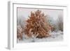 Austria, Lower Austria, Mšdling, Eichkogel, Hoarfrost, Oaks, Frost-Rainer Mirau-Framed Photographic Print