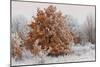 Austria, Lower Austria, Mšdling, Eichkogel, Hoarfrost, Oaks, Frost-Rainer Mirau-Mounted Photographic Print