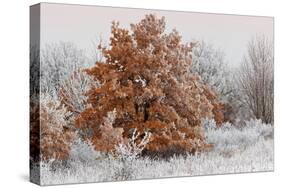 Austria, Lower Austria, Mšdling, Eichkogel, Hoarfrost, Oaks, Frost-Rainer Mirau-Stretched Canvas