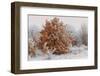 Austria, Lower Austria, Mšdling, Eichkogel, Hoarfrost, Oaks, Frost-Rainer Mirau-Framed Photographic Print