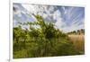 Austria, Lower Austria, Mšdling (Town), Wine-Growing, Vineyard, Vines-Gerhard Wild-Framed Photographic Print