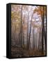 Austria, Lower Austria, Peilstein (Mountain), Autumn Forest, Fog, Footpath-Gerhard Wild-Framed Stretched Canvas