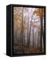 Austria, Lower Austria, Peilstein (Mountain), Autumn Forest, Fog, Footpath-Gerhard Wild-Framed Stretched Canvas