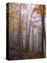 Austria, Lower Austria, Peilstein (Mountain), Autumn Forest, Fog, Footpath-Gerhard Wild-Stretched Canvas