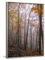Austria, Lower Austria, Peilstein (Mountain), Autumn Forest, Fog, Footpath-Gerhard Wild-Framed Photographic Print