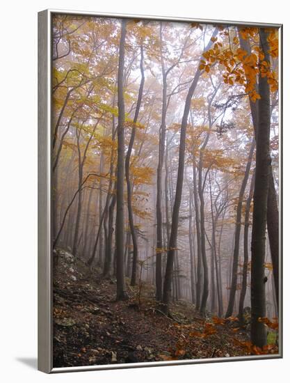 Austria, Lower Austria, Peilstein (Mountain), Autumn Forest, Fog, Footpath-Gerhard Wild-Framed Photographic Print