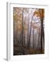 Austria, Lower Austria, Peilstein (Mountain), Autumn Forest, Fog, Footpath-Gerhard Wild-Framed Photographic Print