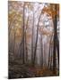 Austria, Lower Austria, Peilstein (Mountain), Autumn Forest, Fog, Footpath-Gerhard Wild-Mounted Photographic Print