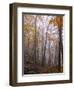 Austria, Lower Austria, Peilstein (Mountain), Autumn Forest, Fog, Footpath-Gerhard Wild-Framed Photographic Print