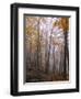 Austria, Lower Austria, Peilstein (Mountain), Autumn Forest, Fog, Footpath-Gerhard Wild-Framed Photographic Print