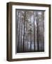 Austria, Lower Austria, Peilstein (Mountain), Autumn Forest, Fog-Gerhard Wild-Framed Photographic Print