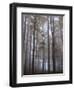 Austria, Lower Austria, Peilstein (Mountain), Autumn Forest, Fog-Gerhard Wild-Framed Photographic Print