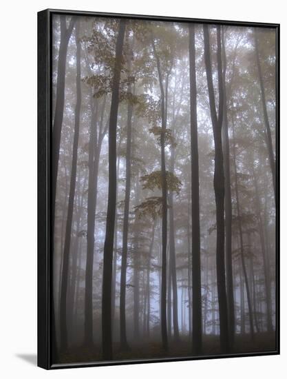 Austria, Lower Austria, Peilstein (Mountain), Autumn Forest, Fog-Gerhard Wild-Framed Photographic Print