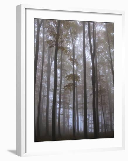 Austria, Lower Austria, Peilstein (Mountain), Autumn Forest, Fog-Gerhard Wild-Framed Photographic Print