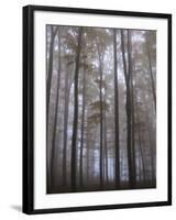 Austria, Lower Austria, Peilstein (Mountain), Autumn Forest, Fog-Gerhard Wild-Framed Photographic Print