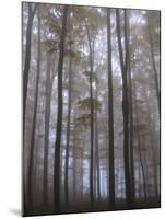 Austria, Lower Austria, Peilstein (Mountain), Autumn Forest, Fog-Gerhard Wild-Mounted Photographic Print