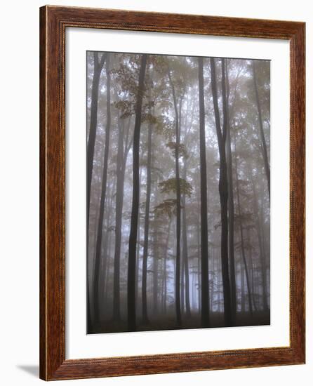 Austria, Lower Austria, Peilstein (Mountain), Autumn Forest, Fog-Gerhard Wild-Framed Photographic Print