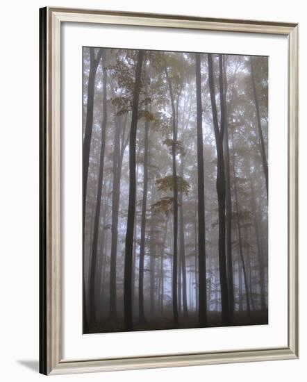 Austria, Lower Austria, Peilstein (Mountain), Autumn Forest, Fog-Gerhard Wild-Framed Photographic Print