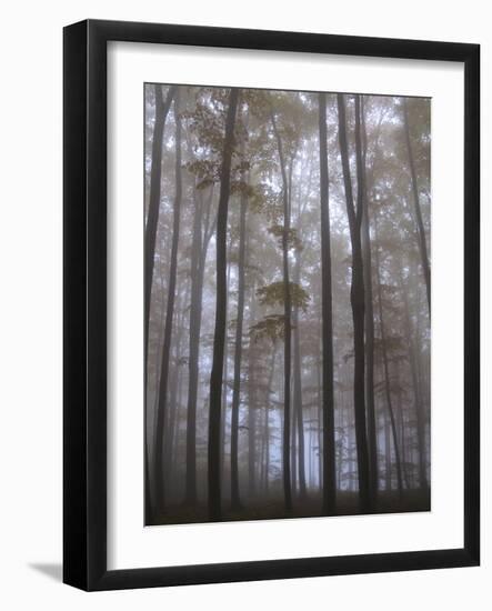 Austria, Lower Austria, Peilstein (Mountain), Autumn Forest, Fog-Gerhard Wild-Framed Photographic Print