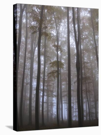 Austria, Lower Austria, Peilstein (Mountain), Autumn Forest, Fog-Gerhard Wild-Stretched Canvas