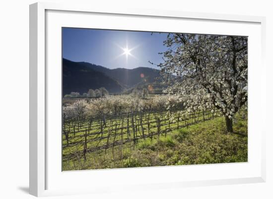 Austria, Lower Austria, Wachau, Vineyard with Cherry Trees on Sunny Day in Spring-Rainer Mirau-Framed Photographic Print