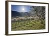 Austria, Lower Austria, Wachau, Vineyard with Cherry Trees on Sunny Day in Spring-Rainer Mirau-Framed Photographic Print