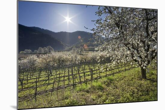 Austria, Lower Austria, Wachau, Vineyard with Cherry Trees on Sunny Day in Spring-Rainer Mirau-Mounted Photographic Print