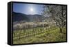 Austria, Lower Austria, Wachau, Vineyard with Cherry Trees on Sunny Day in Spring-Rainer Mirau-Framed Stretched Canvas