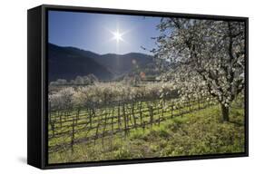 Austria, Lower Austria, Wachau, Vineyard with Cherry Trees on Sunny Day in Spring-Rainer Mirau-Framed Stretched Canvas