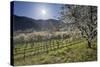 Austria, Lower Austria, Wachau, Vineyard with Cherry Trees on Sunny Day in Spring-Rainer Mirau-Stretched Canvas