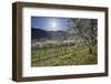 Austria, Lower Austria, Wachau, Vineyard with Cherry Trees on Sunny Day in Spring-Rainer Mirau-Framed Photographic Print