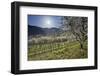 Austria, Lower Austria, Wachau, Vineyard with Cherry Trees on Sunny Day in Spring-Rainer Mirau-Framed Photographic Print