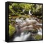 Austria, Lower Austria, Ysperklamm, Weinsberger Forest-Rainer Mirau-Framed Stretched Canvas