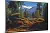 Austria, Ötztal, Swiss Pines Forest in Obergurgl-Ludwig Mallaun-Mounted Photographic Print