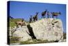 Austria, Styria, Schladminger Tauern, Rocks, Mountain-Goats, Nature-Rainer Mirau-Stretched Canvas