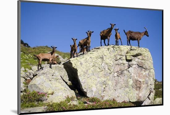 Austria, Styria, Schladminger Tauern, Rocks, Mountain-Goats, Nature-Rainer Mirau-Mounted Photographic Print