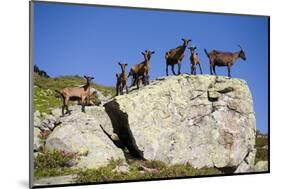 Austria, Styria, Schladminger Tauern, Rocks, Mountain-Goats, Nature-Rainer Mirau-Mounted Photographic Print