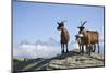 Austria, Styria, Schladminger Tauern, Rocks, Mountain-Goats, Nature-Rainer Mirau-Mounted Photographic Print