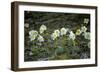 Austria, Thiersee, Snow Roses-Ludwig Mallaun-Framed Photographic Print