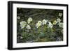 Austria, Thiersee, Snow Roses-Ludwig Mallaun-Framed Photographic Print