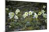 Austria, Thiersee, Snow Roses-Ludwig Mallaun-Mounted Photographic Print