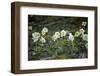 Austria, Thiersee, Snow Roses-Ludwig Mallaun-Framed Photographic Print