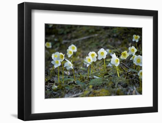 Austria, Thiersee, Snow Roses-Ludwig Mallaun-Framed Photographic Print