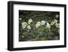 Austria, Thiersee, Snow Roses-Ludwig Mallaun-Framed Photographic Print