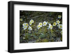 Austria, Thiersee, Snow Roses-Ludwig Mallaun-Framed Photographic Print