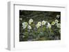 Austria, Thiersee, Snow Roses-Ludwig Mallaun-Framed Photographic Print