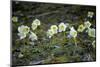 Austria, Thiersee, Snow Roses-Ludwig Mallaun-Mounted Photographic Print