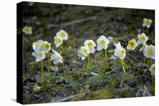 Austria, Thiersee, Snow Roses-Ludwig Mallaun-Stretched Canvas