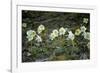 Austria, Thiersee, Snow Roses-Ludwig Mallaun-Framed Photographic Print